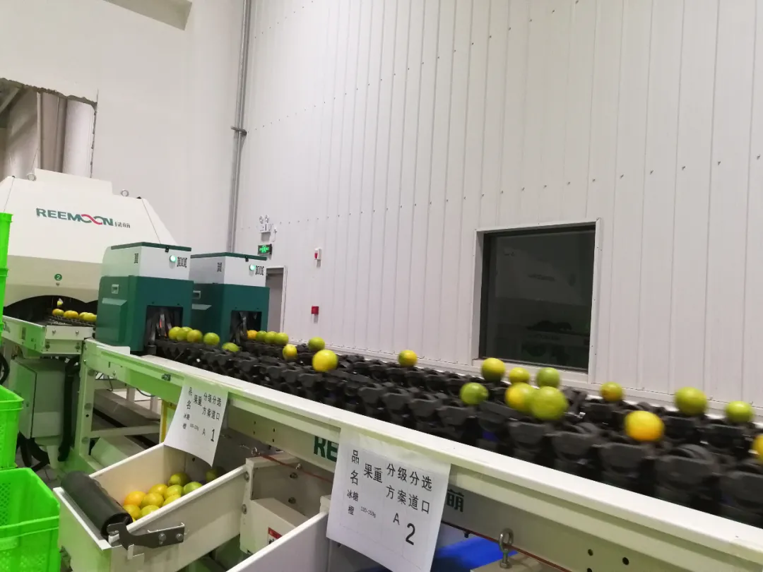 加码淘特&淘菜菜，阿里M2C模式发力下沉市场