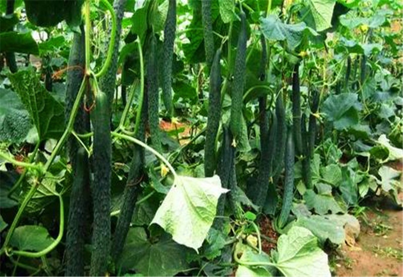 农村的蔬菜种植，有哪些品种能实现每亩收入一万元以上？推荐一些